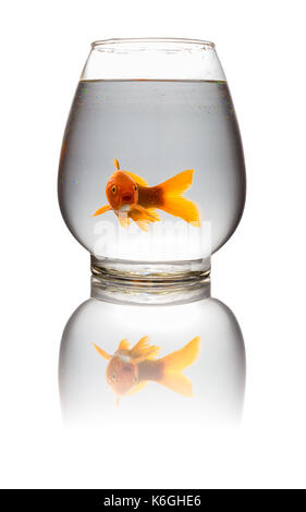 Red carpe koi guardando la fotocamera in un serbatoio in vetro su bianco con tracciato di ritaglio Foto Stock