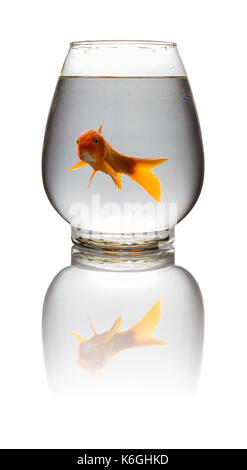 Red carpe koi guardando la fotocamera in un serbatoio in vetro su bianco con tracciato di ritaglio Foto Stock