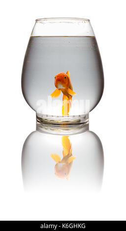 Red carpe koi guardando la fotocamera in un serbatoio in vetro su bianco con tracciato di ritaglio Foto Stock