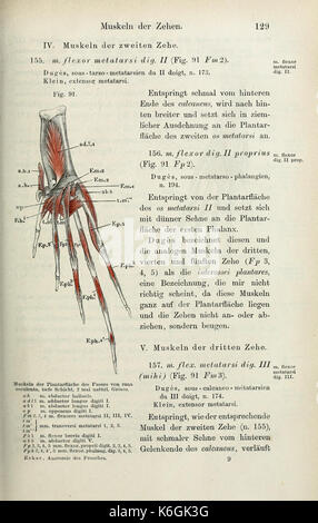 Die anatomie des Frosches (pagina 129) BHL33481600 Foto Stock