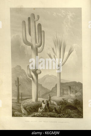 Cactaceae del confine BHL8100542 Foto Stock