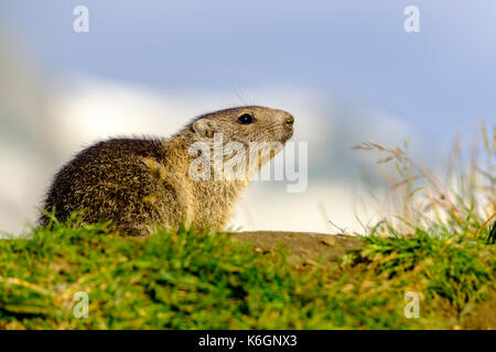 Una giovane marmotta alpina (Marmota marmota) è seduta su un pendio di montagna a Kaiser-Franz-Josefs-Höhe Foto Stock