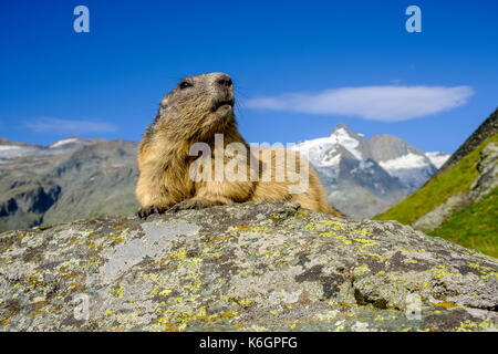 Una marmotta alpina (Marmota marmota) è seduta su una roccia, il Grossglockner montagna in lontananza, a Kaiser-Franz-Josefs-Höhe Foto Stock