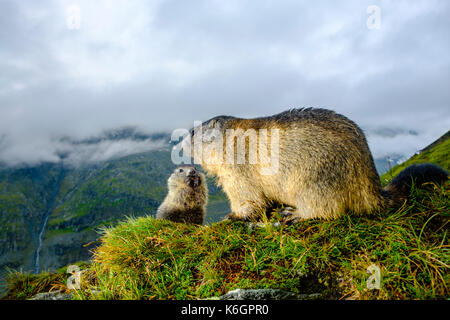 Un adulto e un bambino marmotta alpina (Marmota marmota) sono seduti su un pendio di montagna a Kaiser-Franz-Josefs-Höhe Foto Stock