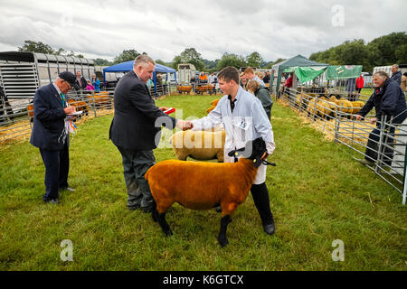 Vincere un premio per la migliore carne di agnello Foto Stock