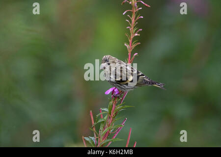 Eurasian Lucherino (Carduelis spinus) Foto Stock