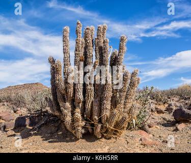 Hoodia gordonii impianto nel Northern Cape, Sud Africa Foto Stock