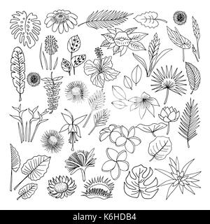 Fiori e foglie di piante tropicali, vettore doodle impostato Illustrazione Vettoriale