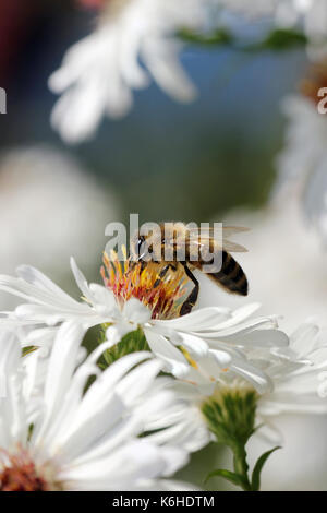 Bienen bei sammeln von Honig und befruchten der Blüten Canne raccogliere il miele nei fiori e fertilizzare Foto Stock