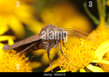 Giorno marrone flying moth nettare alimentare Foto Stock