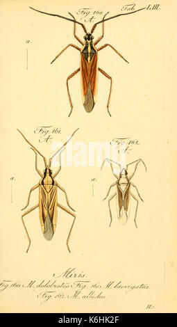 Questo libro discute l'ordine degli insetti emipteri, comunemente noto come veri insetti, con illustrazioni e spiegazioni dettagliate della loro biologia, comportamento e classificazione. Foto Stock