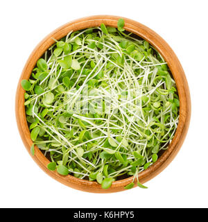 Trifoglio di cremisi microgreens nella ciotola di legno. cotiledoni di Trifolium incarnatum chiamato anche trifoglio italiano. giovani piante, piantine, germogli. foto. Foto Stock