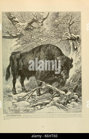 Brehm la vita degli animali (pagina 471) (6220694322) Foto Stock
