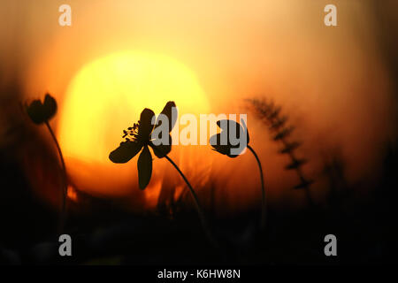 Anemoni di legno (Anemone nemorosa ,) in sunset Foto Stock