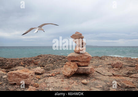 Seagull atterraggio su rocce tumuli Foto Stock