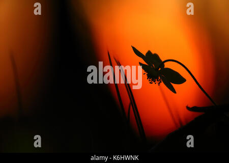 Anemoni di legno (Anemone nemorosa ,) in sunset Foto Stock