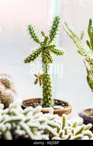 Vasi di piante di cactus accanto a una grande finestra Foto Stock