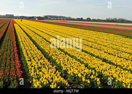 Campo di fioritura di tulipani gialli per tulip lampadina produzione nella zona bollenstreek bear noordwijkerhout, Paesi Bassi Foto Stock