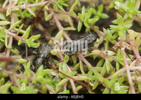 Natterjack toadlets (Epidalea calamita) appena emergente da un laghetto su un Hampshire brughiera sito dopo un ritardo di riproduzione. Foto Stock