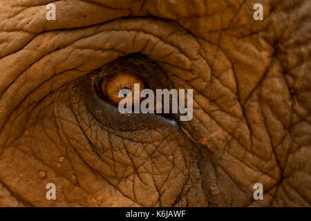 Occhio incredibile di elefante asiatico (Elephas maximus), Chiang Mai, Thailandia Foto Stock