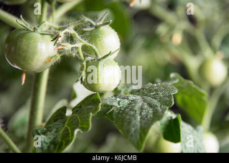La coltivazione del pomodoro. Pomodori acerbi nell'orto. Foto Stock