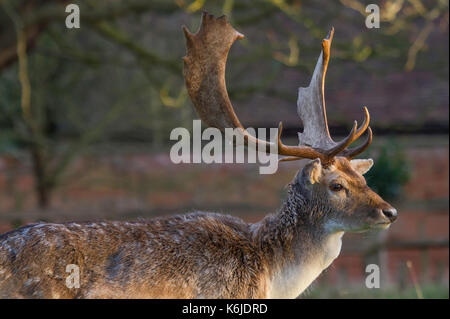 Daini stag Foto Stock