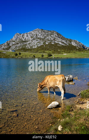 Mucca bere nel Lago Enol in estate lago di montagna nel Parco Nazionale di Picos de Europa. Asturias. Spagna. Foto Stock