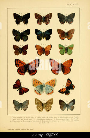 Europei e britannici di farfalle e falene (Macrolepidoptera) piastra (IV) (6466288241) Foto Stock