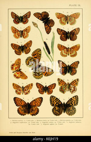 Europei e britannici di farfalle e falene (Macrolepidoptera) piastra (IX) (6466291677) Foto Stock