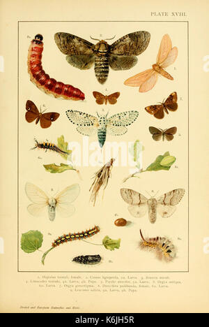 Europei e britannici di farfalle e falene (Macrolepidoptera) piastra (XVIII) (6466297119) Foto Stock