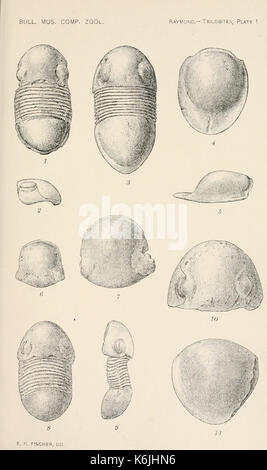 Bollettino del museo di zoologia comparativa a Harvard College (piastra 1) BHL2747992 Foto Stock
