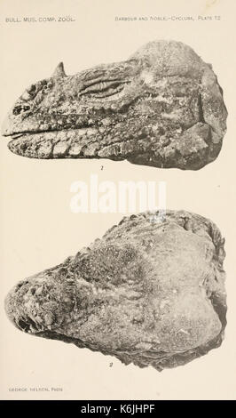 Bollettino del museo di zoologia comparativa a Harvard College (piastra 12) BHL2748396 Foto Stock