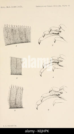 Bollettino del museo di zoologia comparativa a Harvard College (piastra 15) BHL2748408 Foto Stock