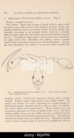 Bollettino del museo di zoologia comparativa a Harvard College (Fig. 1, pagina 168) BHL2748413 Foto Stock