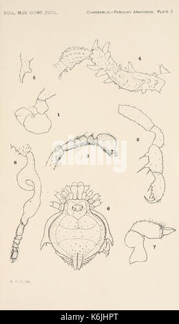 Bollettino del museo di zoologia comparativa a Harvard College (piastra 3) BHL2748621 Foto Stock