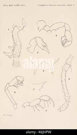 Bollettino del museo di zoologia comparativa a Harvard College (piastra 4) BHL2748625 Foto Stock