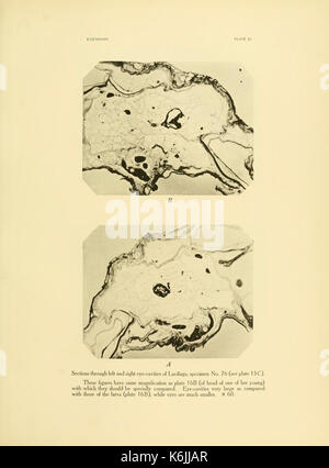 La placca 21 di "Cave vertebrates of America" illustra varie specie di vertebrati presenti nelle grotte di tutto il continente americano, contribuendo alla comprensione degli ecosistemi delle grotte e all'adattamento delle specie. Foto Stock