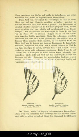 Die Artbildung und Verwandtschaft bei den Schmetterlingen (pagina 84) BHL42441615 Foto Stock