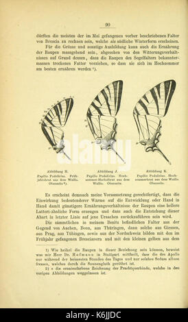 Die Artbildung und Verwandtschaft bei den Schmetterlingen (pagina 90) BHL42441621 Foto Stock