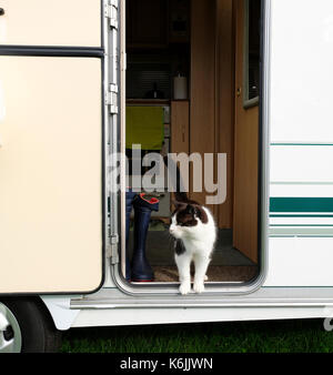 Bianco e nero gatto domestico in piedi la porta di una roulotte in vacanza nel Regno Unito Foto Stock