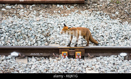 Un urbano fox caccia su binari ferroviari a west kilburn sulla linea principale della costa occidentale di Londra. Foto Stock