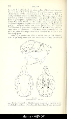 Catalogo dei mammiferi dell Europa occidentale (Europa esclusiva di Russia) nella collezione del British Museum (pagina 900) BHL8422219 Foto Stock