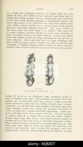 Catalogo dei mammiferi dell Europa occidentale (Europa esclusiva di Russia) nella collezione del British Museum (pagina 903) BHL8422222 Foto Stock