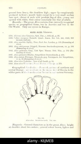 Catalogo dei mammiferi dell Europa occidentale (Europa esclusiva di Russia) nella collezione del British Museum (pagina 978) BHL8422297 Foto Stock