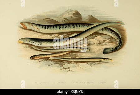 British acqua dolce pesci (piastra lamprede) BHL6175136 Foto Stock