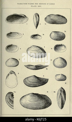 Contributi per il terziario di fauna della Florida22598134 BHL Foto Stock