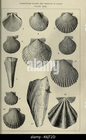 Contributi per il terziario di fauna della Florida22598142 BHL Foto Stock