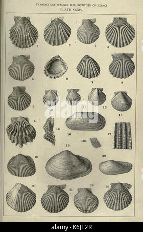 Contributi per il terziario di fauna della Florida22598152 BHL Foto Stock