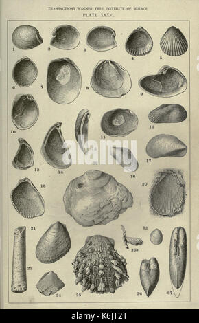 Contributi per il terziario di fauna della Florida22598154 BHL Foto Stock