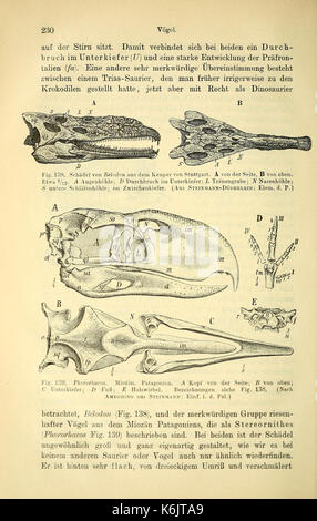 Die geologischen grundlagen der abstammungslehre (pagina 230) BHL40500785 Foto Stock